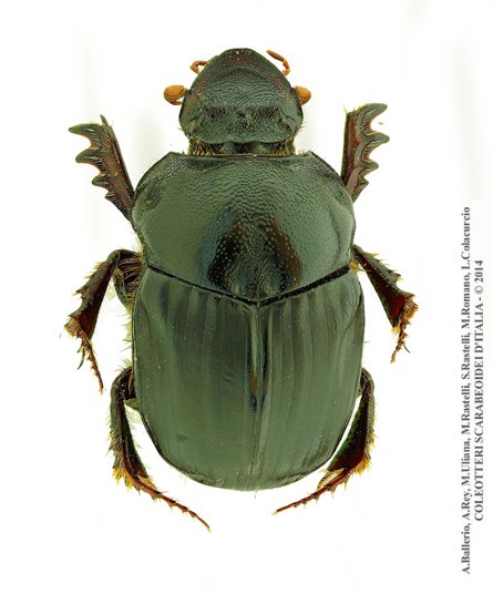 Bubas bison, femmina 